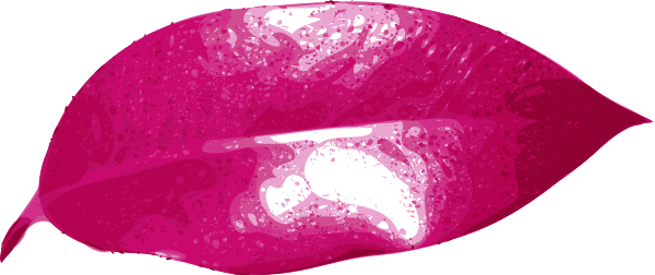 Ficus - Fig Trees (600x252)