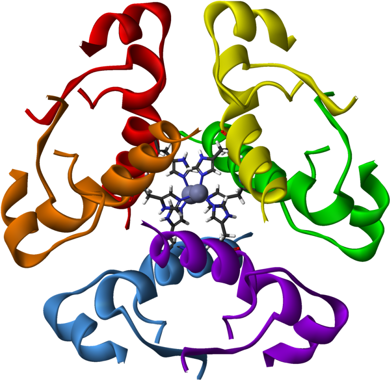 Cómo Se Conserva La Insulina - Insulin Hexamer (870x850)
