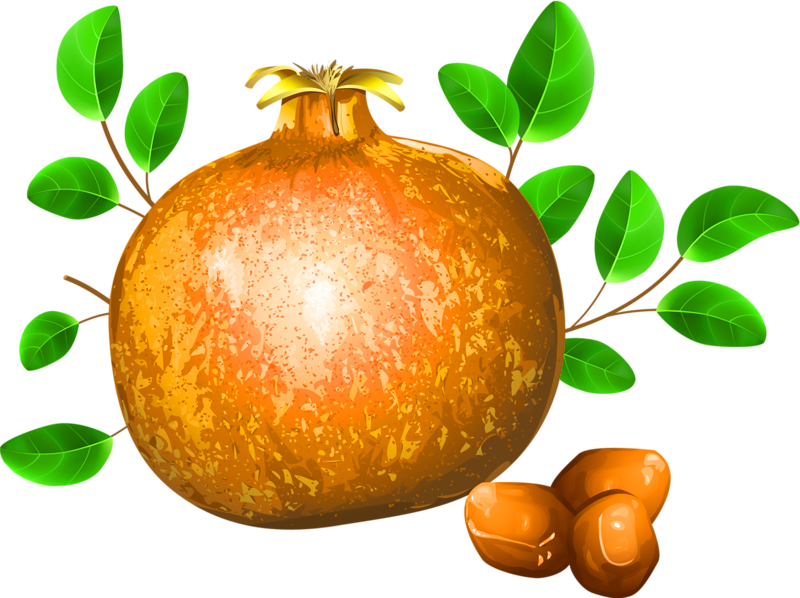 Pomegranate Fruit Drawing Illustration - Pomegranate Fruit Drawing Illustration (800x598)