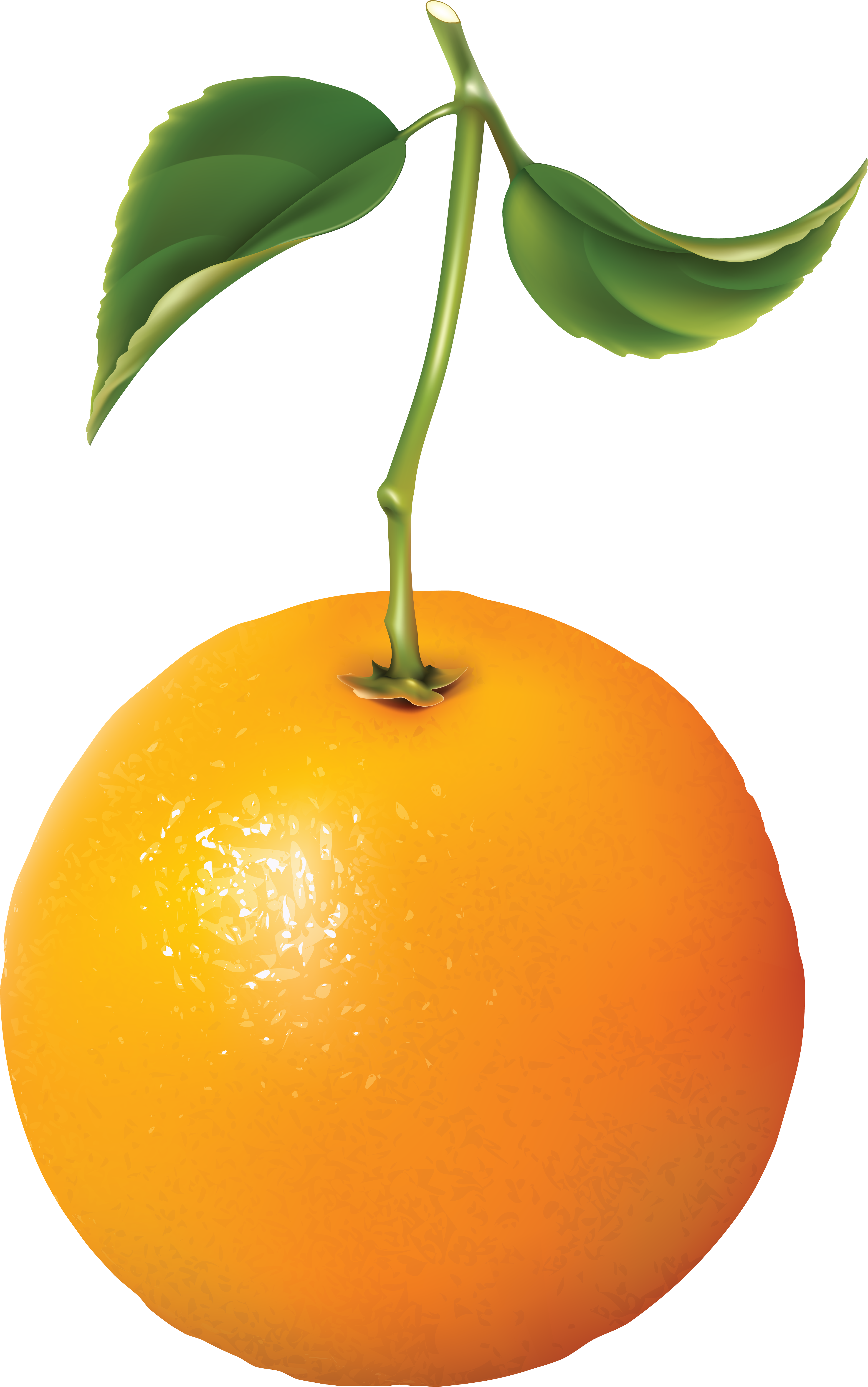 Orange - Oranges - Portable Network Graphics (3825x6094)