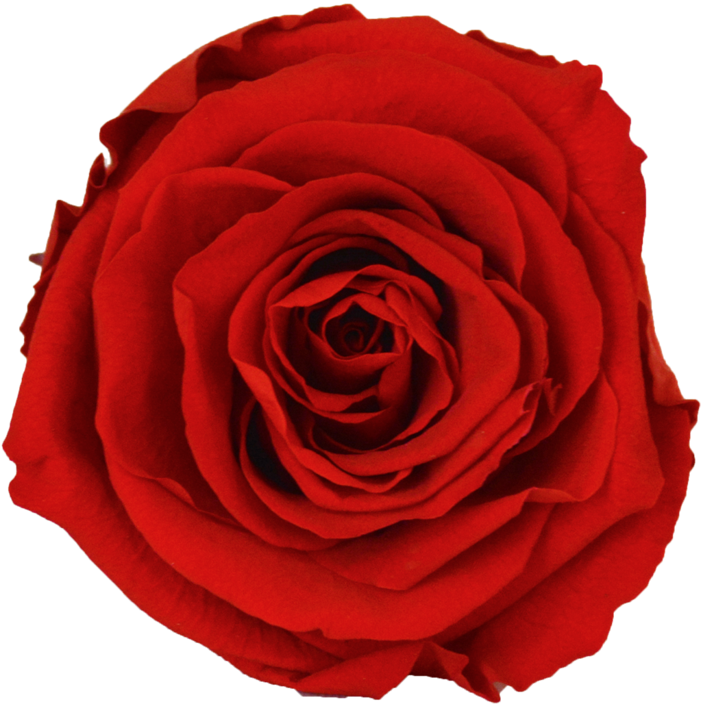 Nine Rose Cube - Four Roses (1200x1200)