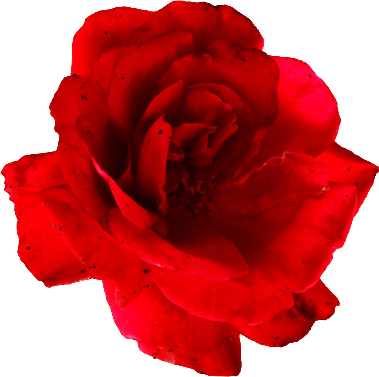 Rose Png Transparent Images - Map (1500x1480)