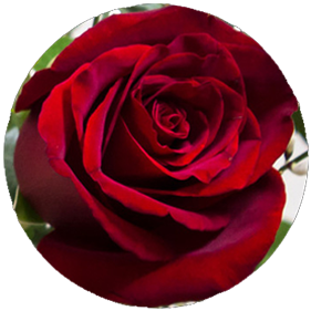 Our Blog - Floribunda (383x383)