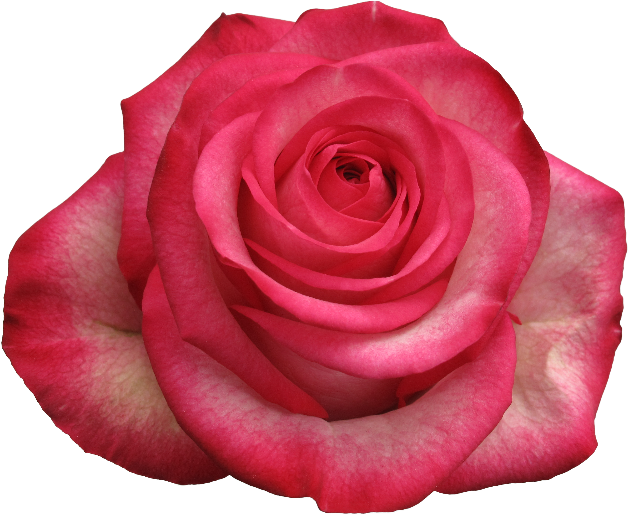 Rose Carousel - Floristry (3388x2541)