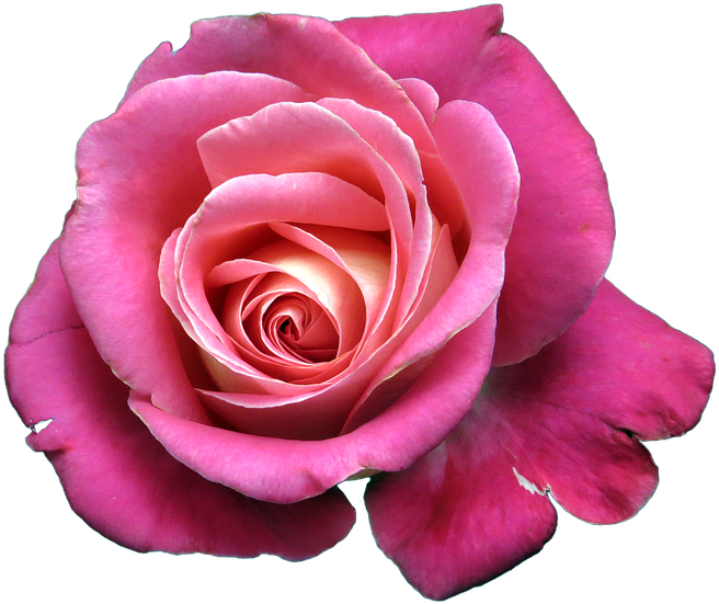 Rose Png 14, Buy Clip Art - Bunga Mawar Png (960x639)
