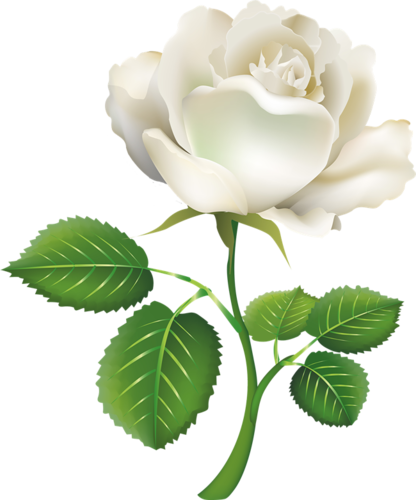 Renkli, Beyaz Güller, White Rose Png Pictures, Png - รูป การ์ตูน ดอก กุหลาบ (416x500)