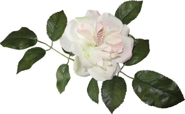 Png Gül Resimleri, Harika Png Gül Resimleri, Süper - Floribunda (640x394)