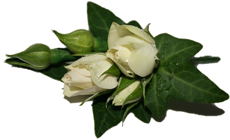 Picture Of Buttonholes - Rose Corsages For School Ball (448x273)