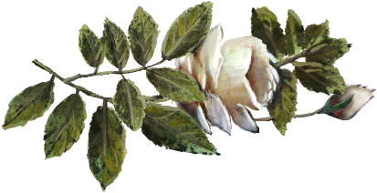 Spring Flowers, Autumn Leaves, Grapes White Rose Artwork - Bud (555x382)
