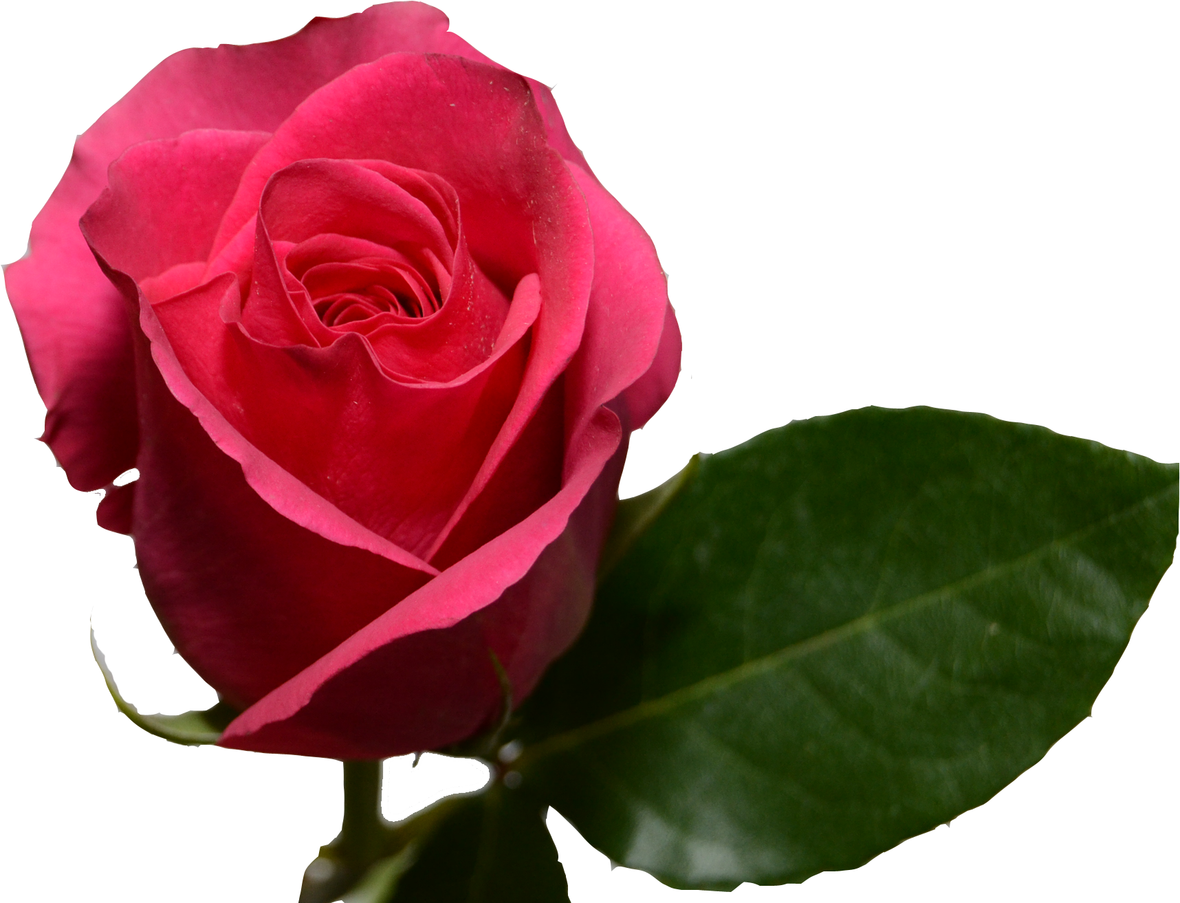 Pink Floyd - Rose (1900x1380)