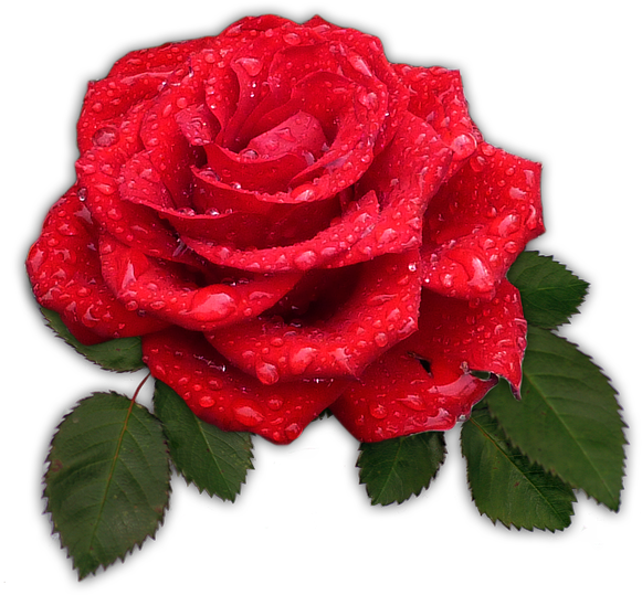Rose, Red, Flower, Blossom, Bloom, Dew, Drip - Good Night Text Messages For Her (960x640)