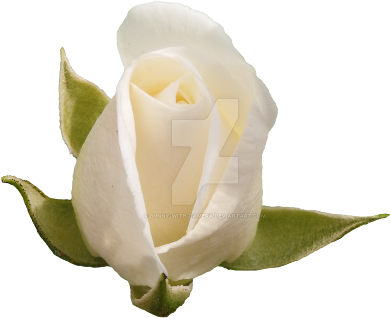 White Rose Png By Bunny With Camera - Hybrid Tea Rose (894x894)