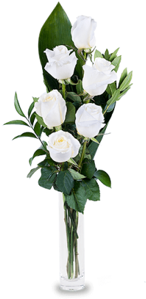 6 White Roses - Mothers Day Flowers 2018 (480x480)