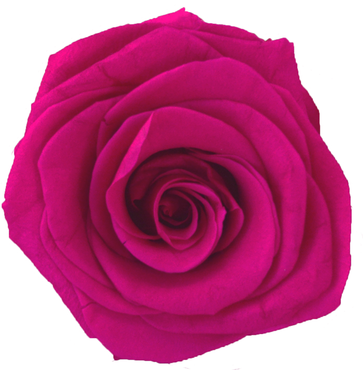 Five Rose Tall - Four Roses (1200x1201)