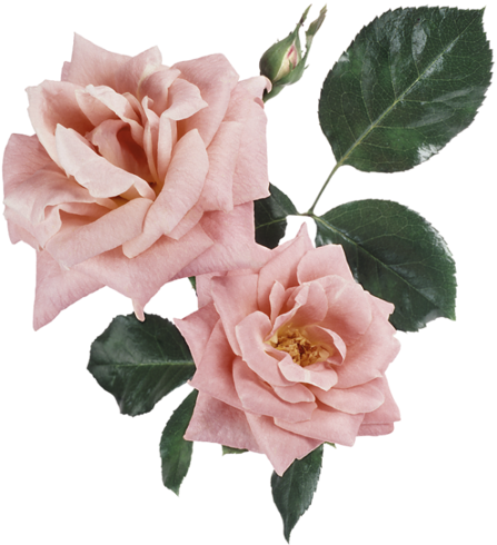 [ Img] - Flower (464x500)