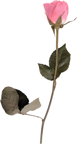 Renkli, Beyaz Güller, White Rose Png Pictures, Png - Nsb El 16 (267x500)