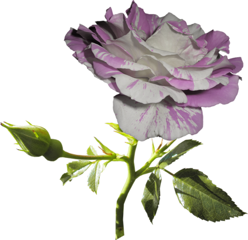 [ Img] - Garden Roses (500x483)