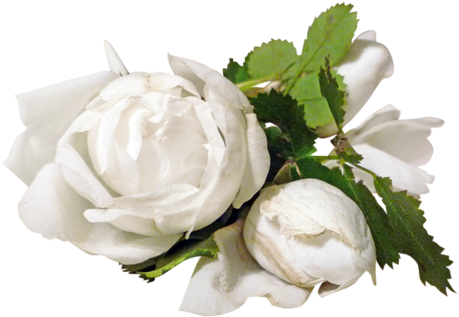 Renkli, Beyaz Güller, White Rose Png Pictures, Png - Белые Розы Пнг (500x362)