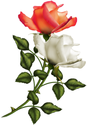 Renkli, Beyaz Güller, White Rose Png Pictures, Png - Romantische Rosen-karte 03 Grußkarte (367x500)