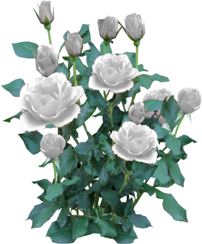 Rose Bush White - White Rose Bush Png (512x512)