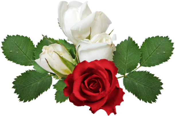 [ Img] - White Roses No Background (640x447)