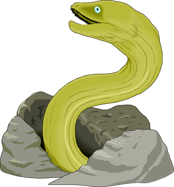 Eel Clip Art Free Clipart Images - Eel Clipart (557x600)