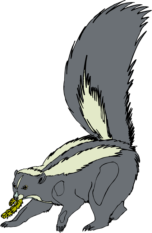Skunk Clip Art - Skunks (489x750)