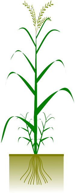 Barley, Spelt, Grain, Cereal, Crop, Biology - Planta Trigo Png (320x640)
