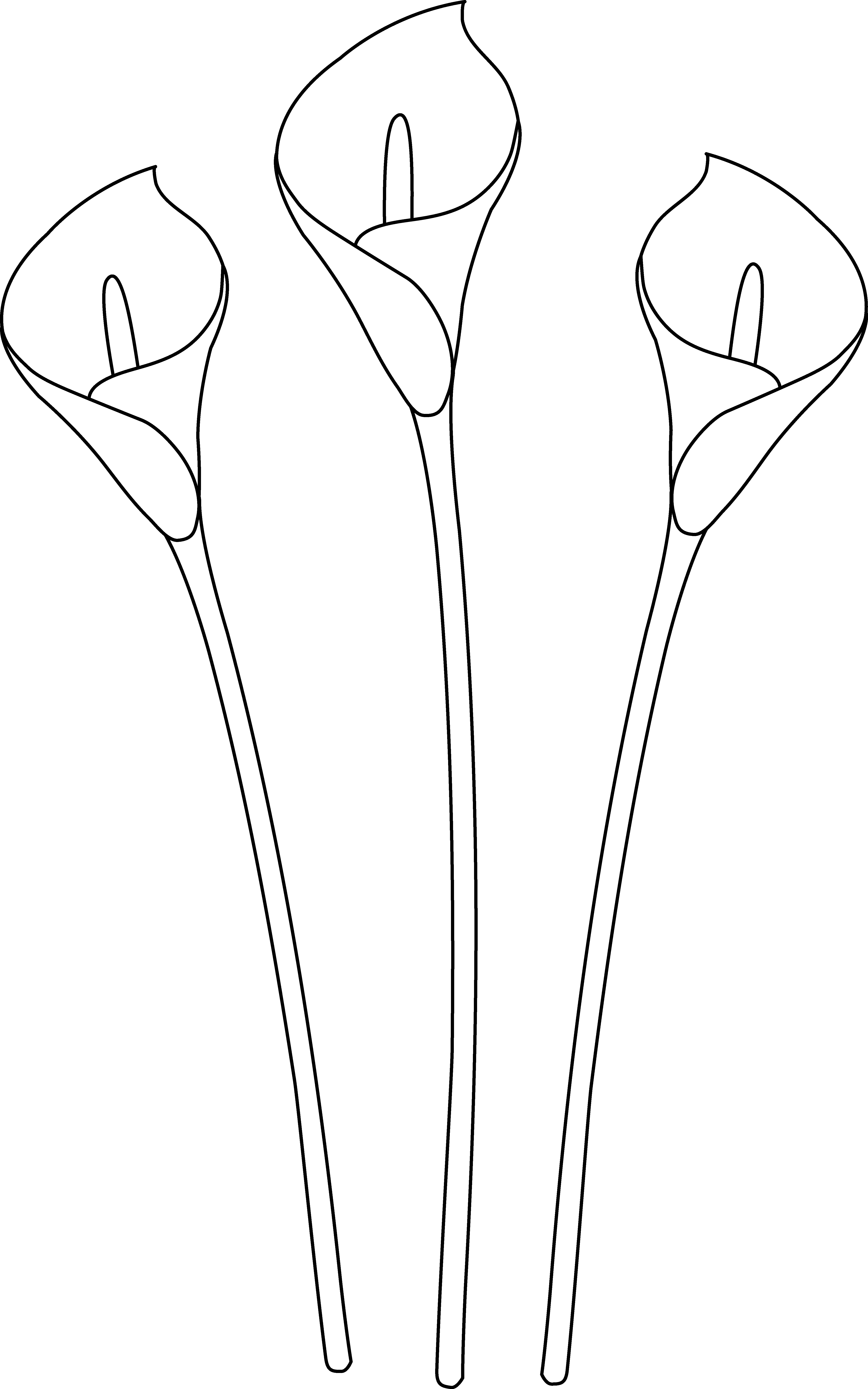 Calla Lilies Line Art - Monochrome (4552x7286)