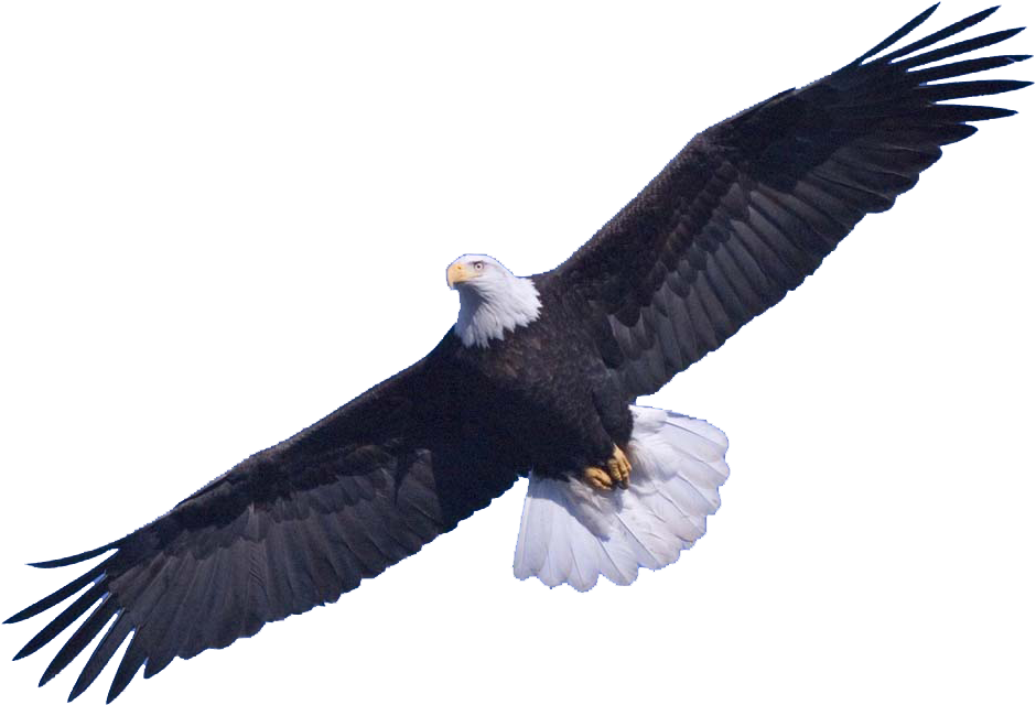 Bald Eagle Png Transparent Images Free Download Clip - Eagle In The Sky (979x682)