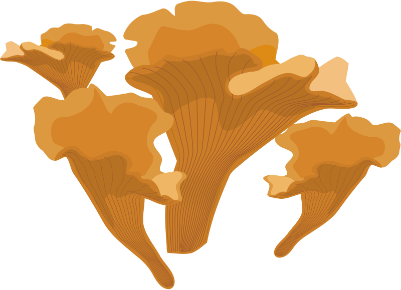 Free Mushrooms 2 Free Champigon, Mushroom - Fungus Clipart (1042x750)