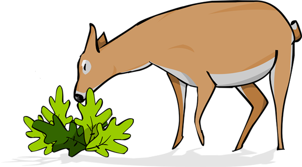 Consumers - Consumidores Productores Y Desintegradores (593x329)