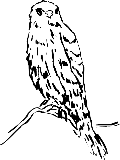 Head, Drawing, Bird, Branch, Watching, Animal, Feathers - Bird (479x640)