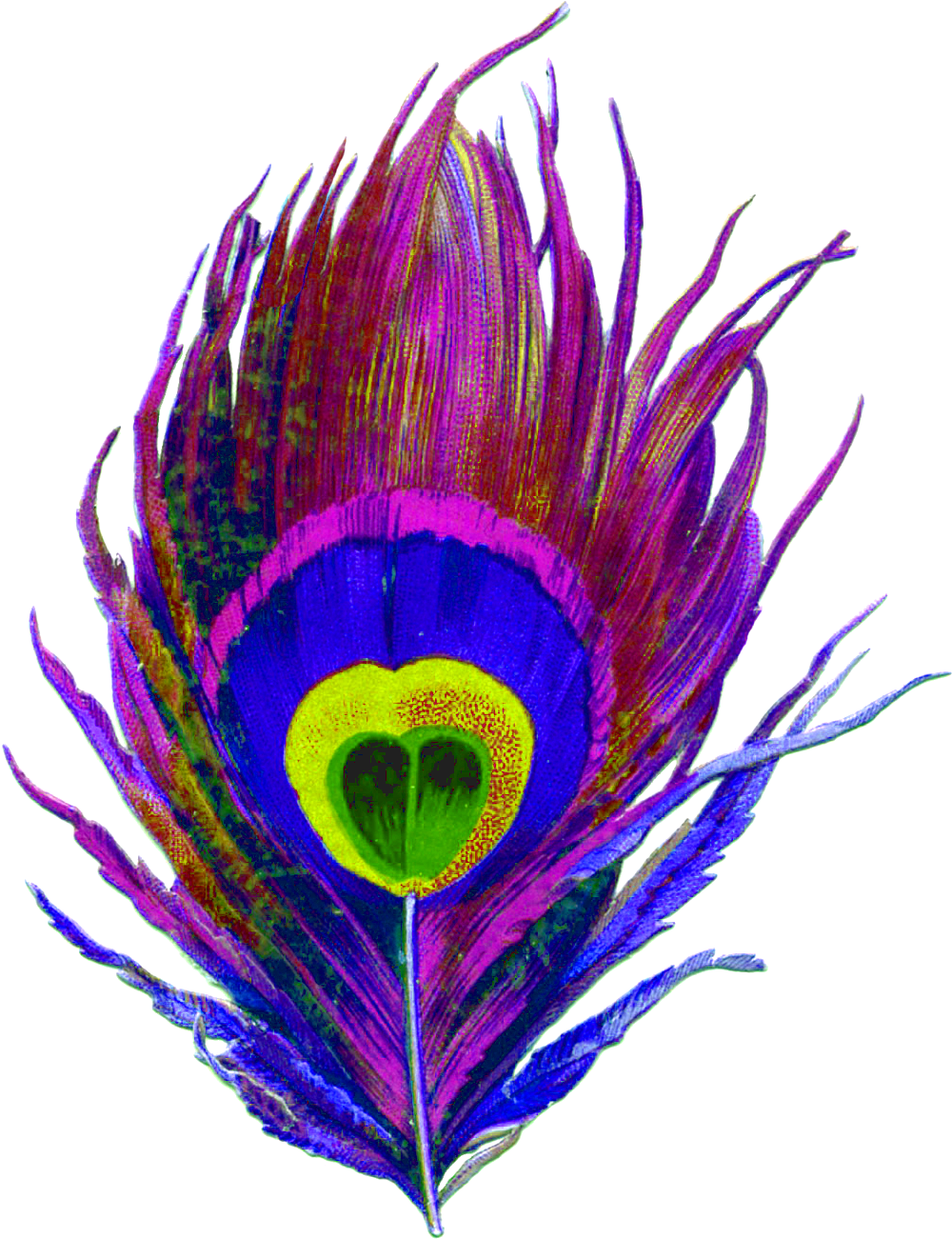 Purple, Peacock, Bird, Feather, Colorful, Eye, Designs - Peacock Feathers Png Transparent (1084x1350)