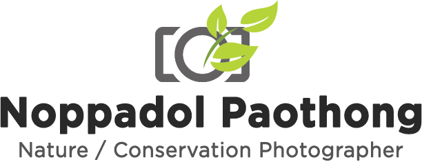 Noppadol Paothong Photography - Toys R Us Coupons 2010 (612x235)