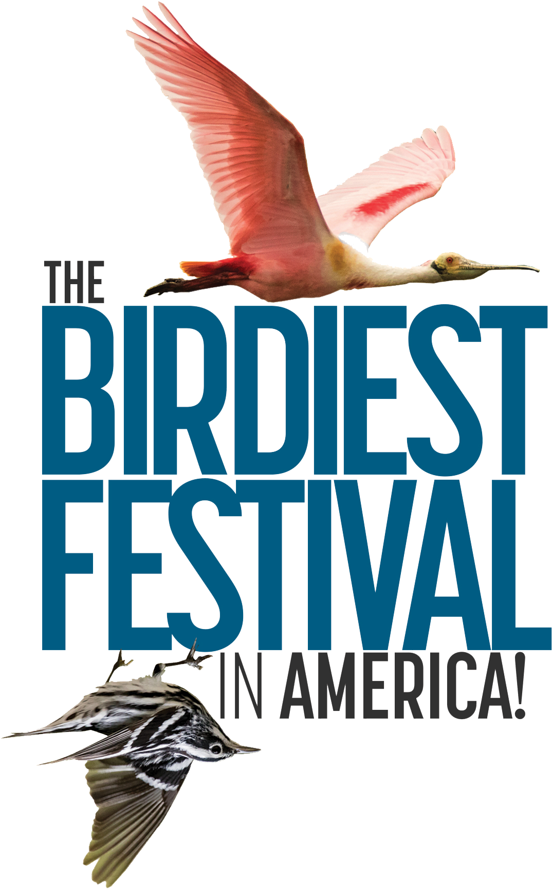 The Birdiest Festival In America - Birdiest Festival (1200x1766)