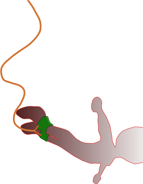 Clipart - Bungee Jump Png (566x800)
