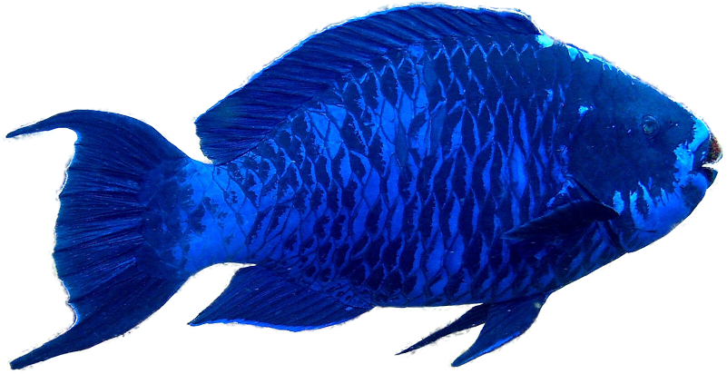 Free Simple Fish Clipart Images - Parrot Fish Transparent (829x489)