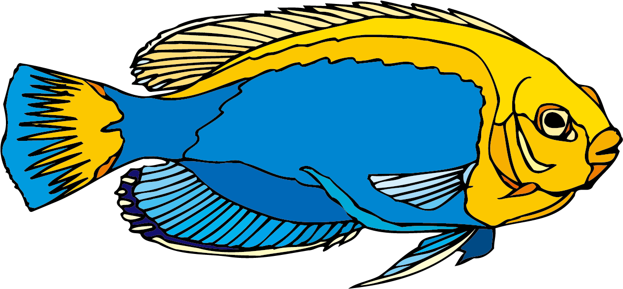 Freshwater Angelfish Ornamental Fish Clip Art - Freshwater Angelfish Ornamental Fish Clip Art (1406x737)