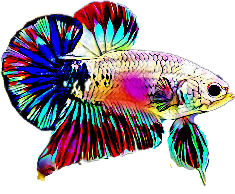 Betta Sticker - Coral Reef Fish (787x650)