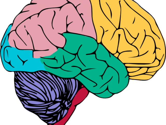 Brains Clipart Central Nervous System - Creative Process In The Individual [book] (640x480)