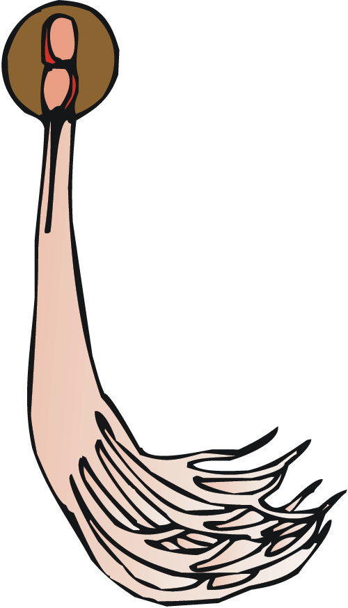 Nerve - Nervous System (500x873)