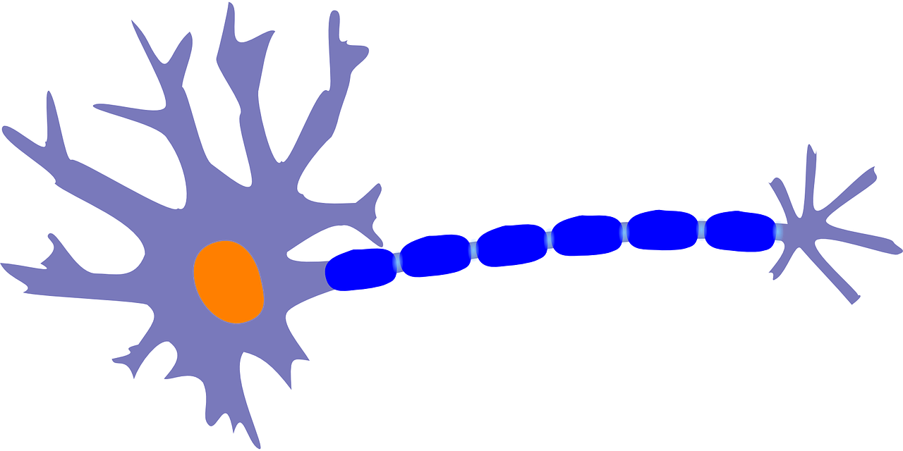 Nerve Neuron Nervous System Cell Clip Art - Nerve Neuron Nervous System Cell Clip Art (1280x640)