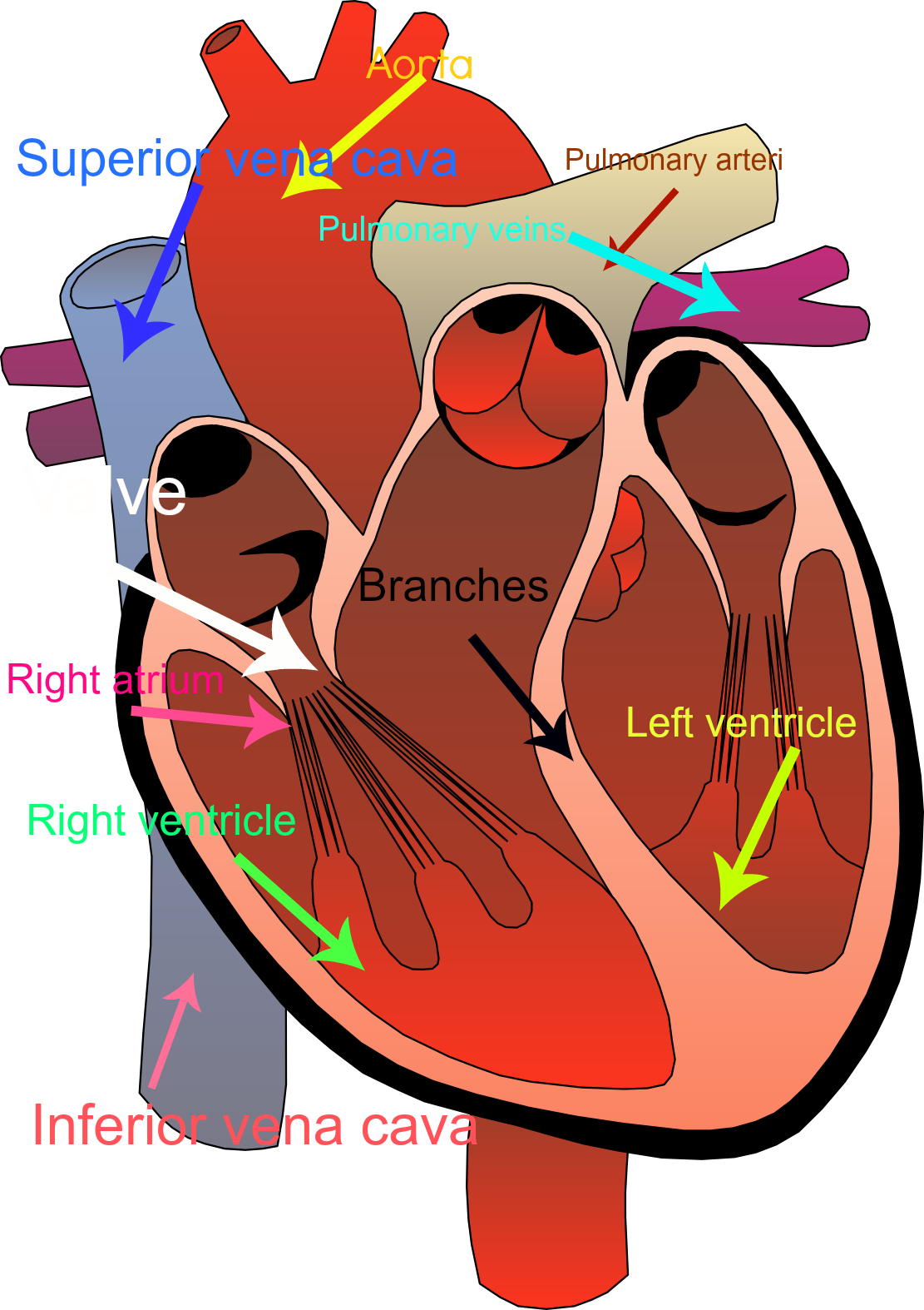 Circulatory System Of The Heart - Human Heart Transparent Background (1111x1574)