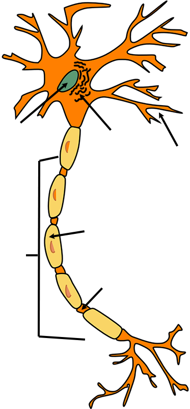 Neuron - Keep S'myelin Note Cards (pk Of 20) (400x800)