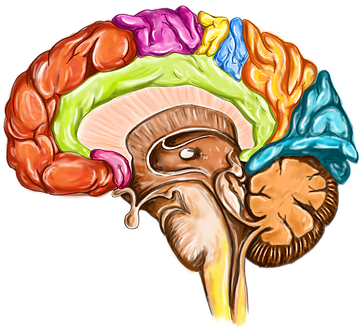 Central Nervous System - Cellart.ca (512x373)