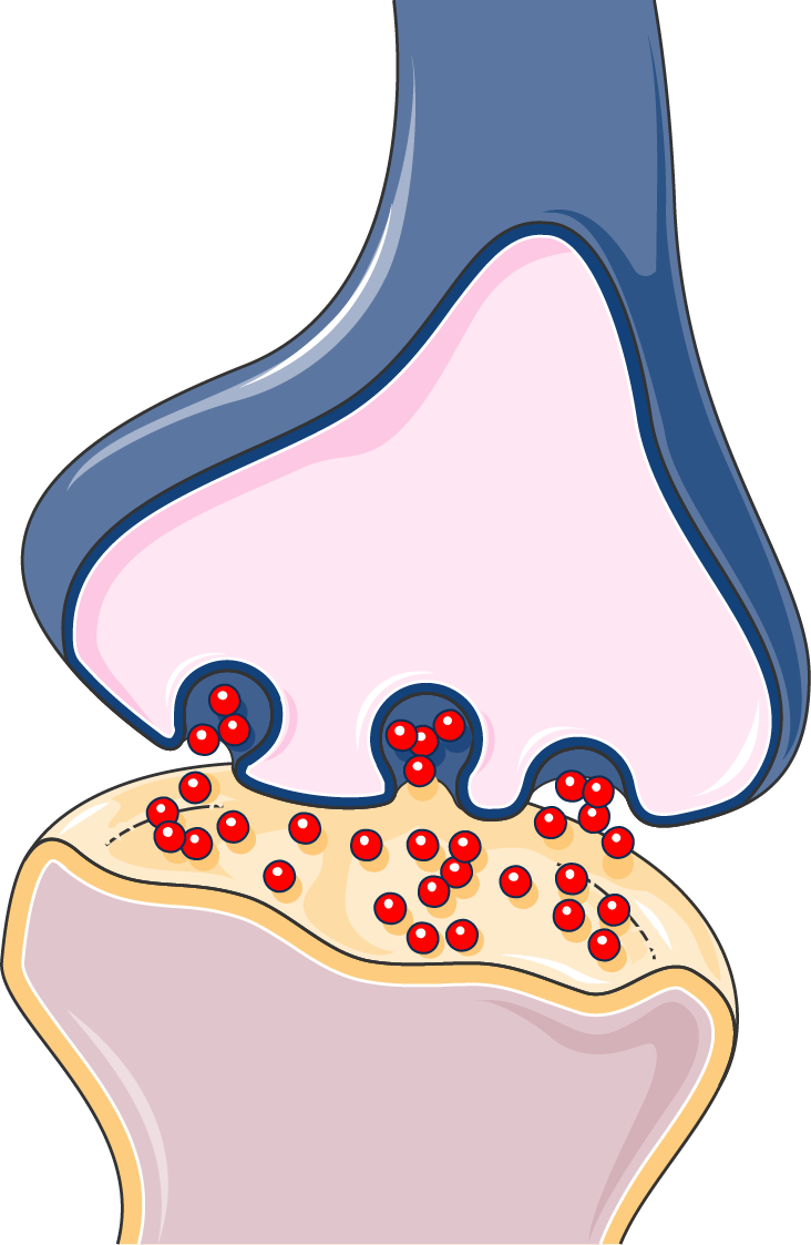 Synapse - Synapse Png (732x1123)