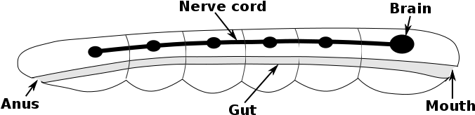 Nervous System Of A Bilaterian Animal, In The Form - Bilaterian (744x218)