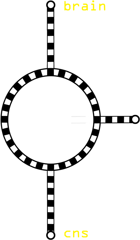 The Spinal Cord Carries Out Two Main Functions - Harry Winston Ruby Necklace (472x804)