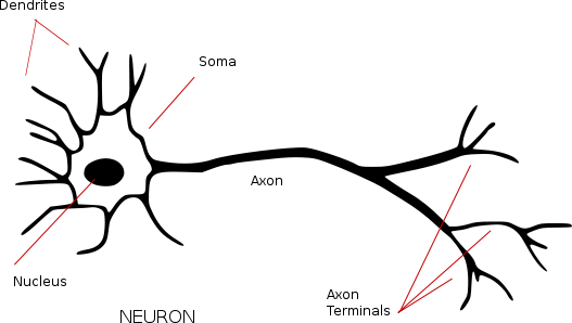 527px-neuron - Annotated - Svg - Structure Of Biological Neuron (527x298)